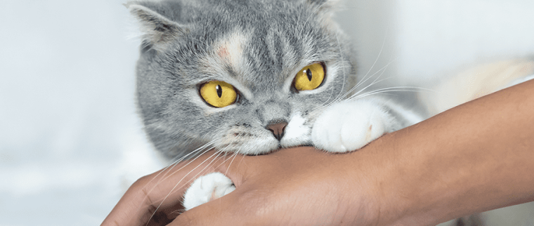 chat mord
